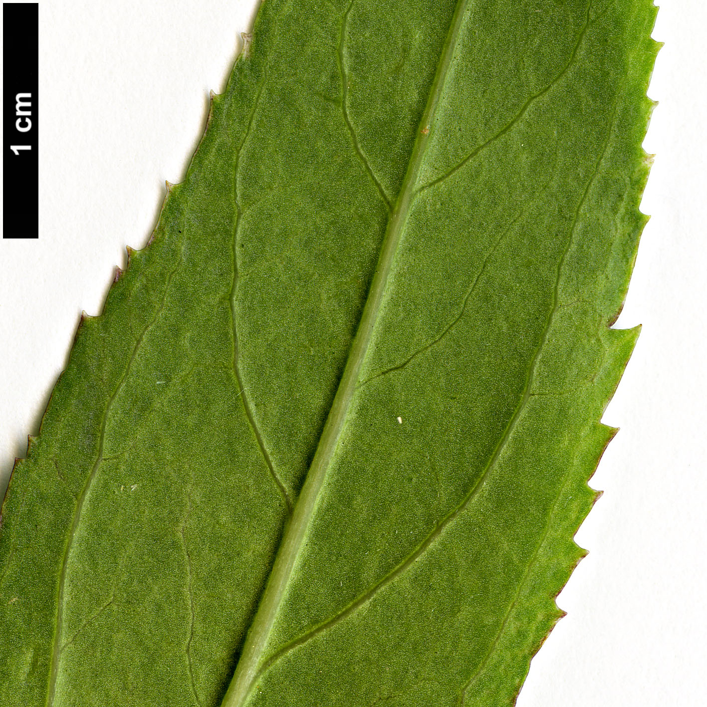 High resolution image: Family: Oleaceae - Genus: Forsythia - Taxon: viridissima - SpeciesSub: var. koreana
